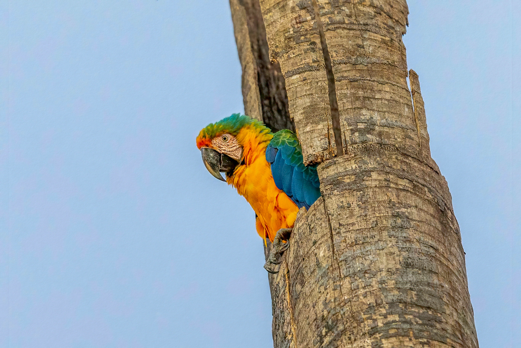 Catalina Macaw