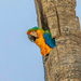 Catalina Macaw - Photo (c) abelardomendesjr, some rights reserved (CC BY-NC), uploaded by abelardomendesjr
