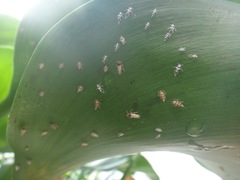 Megamelus scutellaris