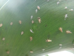 Megamelus scutellaris