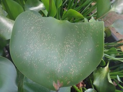 Megamelus scutellaris