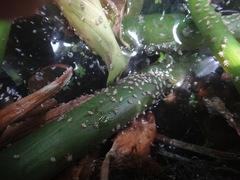 Megamelus scutellaris