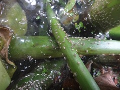 Megamelus scutellaris