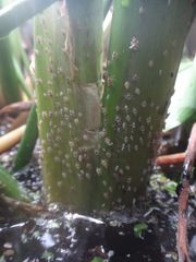 Megamelus scutellaris