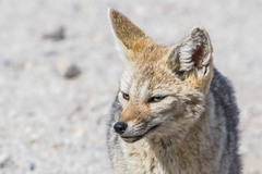 Lycalopex