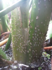 Megamelus scutellaris