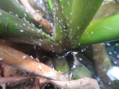 Megamelus scutellaris