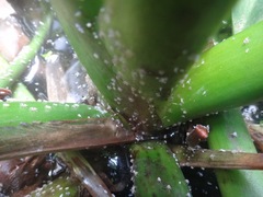 Megamelus scutellaris