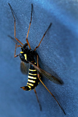 Ctenophora flaveolata