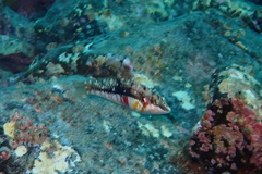 Halichoeres nebulosus