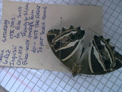 Parataygetis albinotata