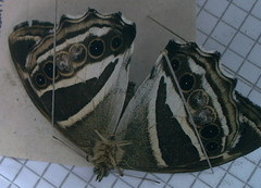 Parataygetis albinotata