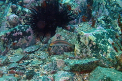 Stethojulis interrupta