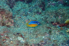 Mecaenichthys immaculatus