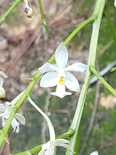 Epidendrum verrucosum