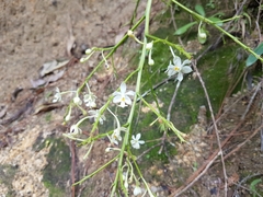 Epidendrum verrucosum