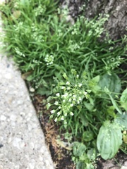 Capsella bursa-pastoris