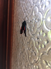 Cyanopepla scintillans