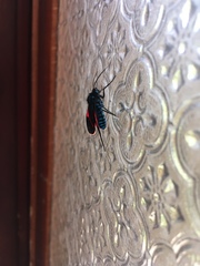 Cyanopepla scintillans