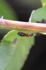 Anthelephila klapperichi