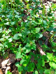 Lamium maculatum
