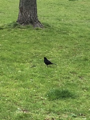 Turdus merula