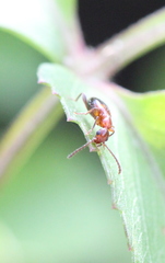 Anthelephila klapperichi