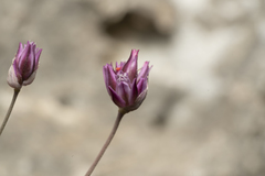 Allium junceum junceum