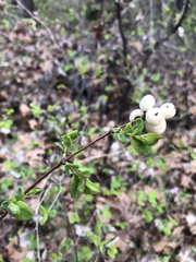 Symphoricarpos albus