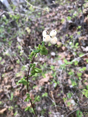 Symphoricarpos albus