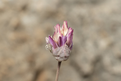 Allium junceum junceum