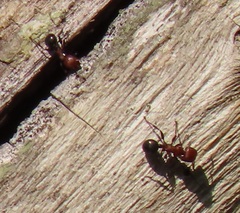 Atopomyrmex mocquerysi