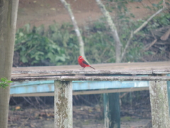 Ramphocelus bresilius