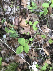Symphoricarpos albus