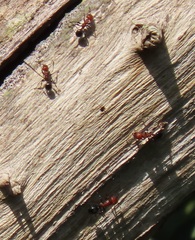 Atopomyrmex mocquerysi