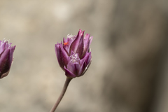 Allium junceum junceum