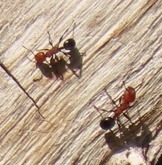 Atopomyrmex mocquerysi