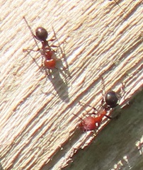 Atopomyrmex mocquerysi