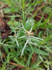 Gamochaeta antillana