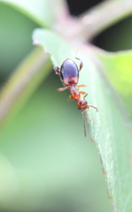 Anthelephila klapperichi