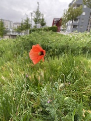 Papaver rhoeas
