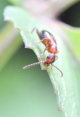 Anthelephila klapperichi