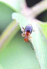 Anthelephila klapperichi