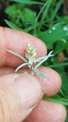 Gamochaeta antillana