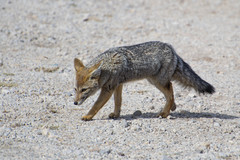 Lycalopex
