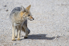 Lycalopex