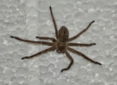 Polybetes trifoveatus