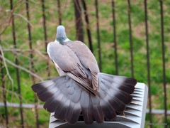 Columba palumbus