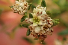 Phylica parviflora