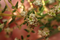 Phylica parviflora